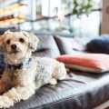 Reasons Hoteliers Must Care For Pet Hospitality